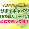 【激ウマ！冬の味覚】サボイキャベツ（ちりめんキャベツ）はどこで売ってる？